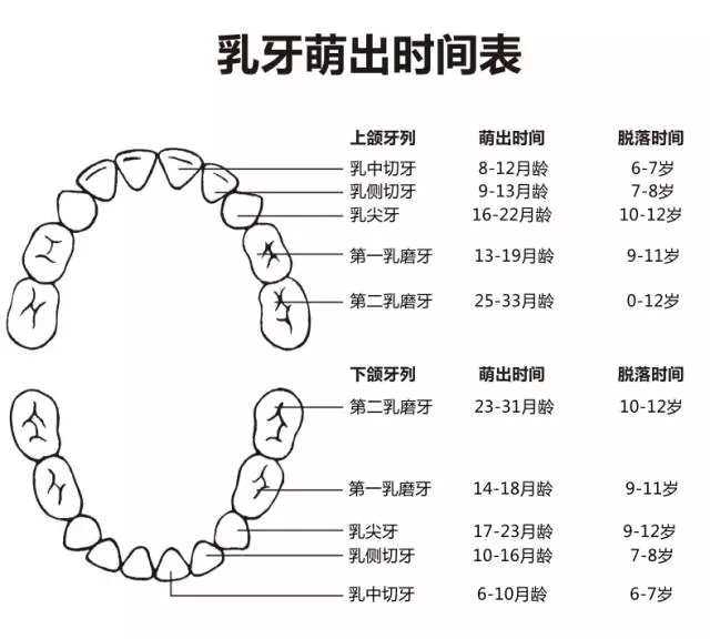 尚佳專業(yè)月嫂丨何時長牙才算正常？